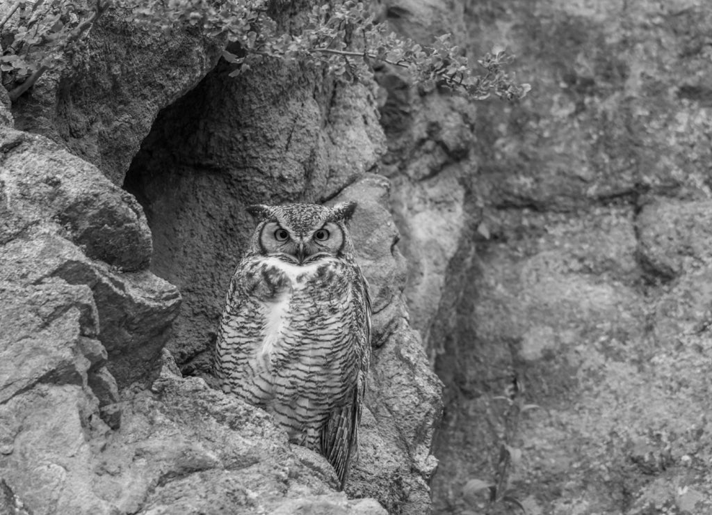 USA, Colorado, Larimer County. Great horned owl on rocky ledge in black white