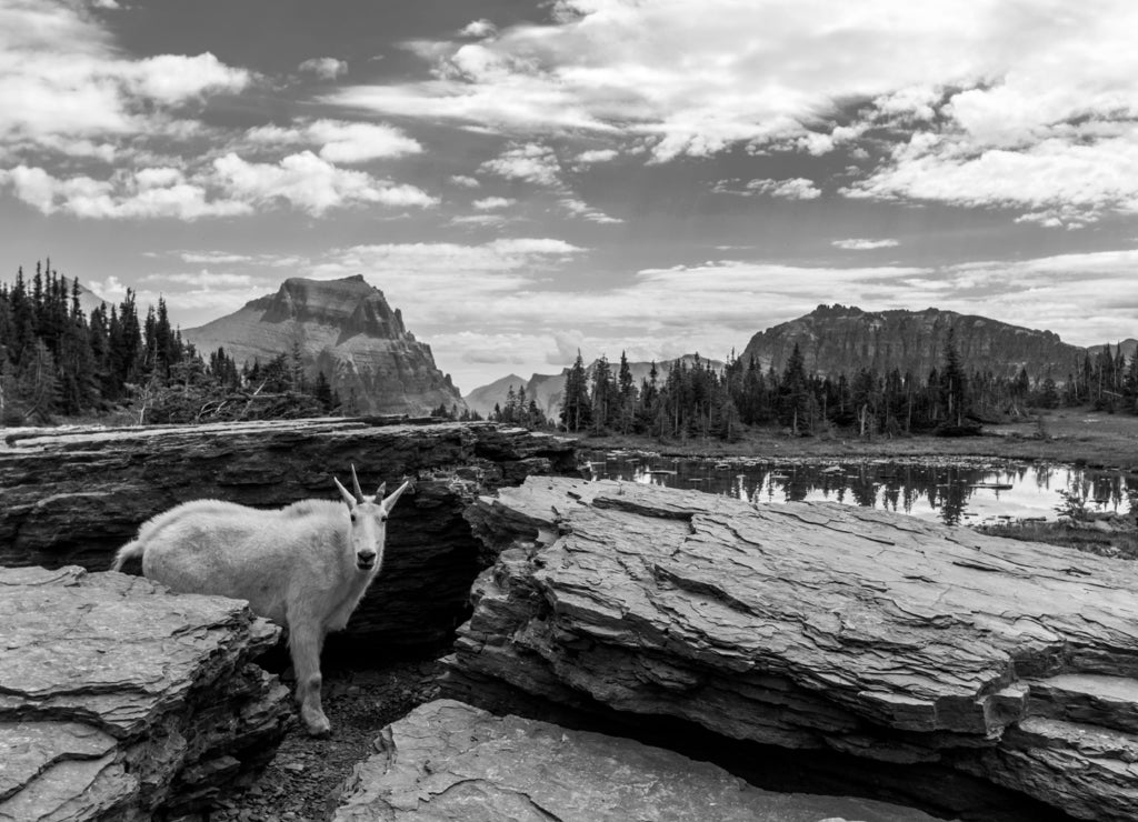 Views from the Hidden Trail in Glacier national park in Montana during summer. wild flowers, towering Bear Hat Mt and Mt . Reynolds can be seen in this hike in black white