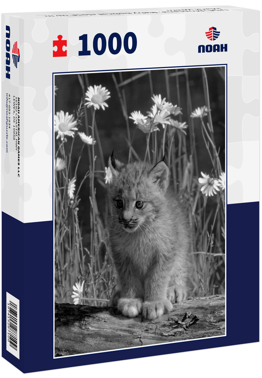 USA, Montana. Baby bobcat close-up in black white