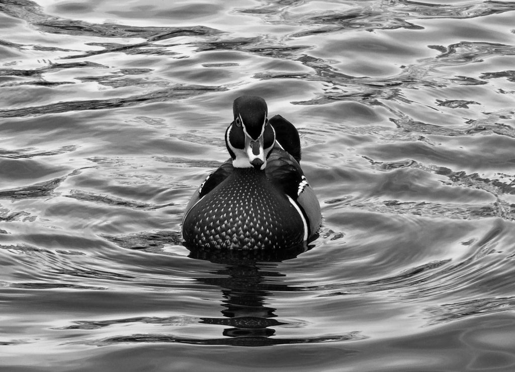 colorful wood duck drake swimming in the lake at sterne park in littleton, colorado in black white