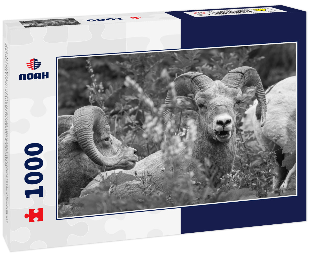 Multiple bighorn sheep in Glacier National Park, Montana, USA. Majestic Ovis canadensis in its natural habitat. Beautiful wild animals feeding on plants. Wildlife of American Rockies in black white