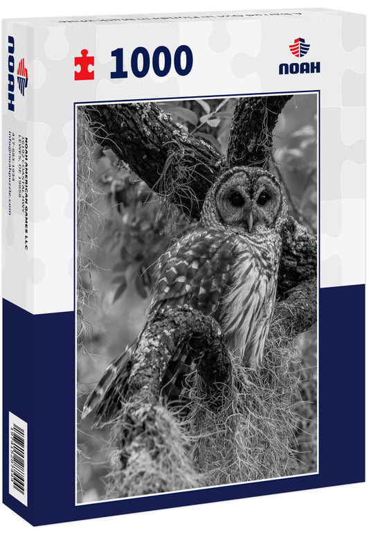 A Barred Owl in Florida in black white