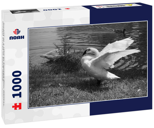 Swans at a lake in Topeka Zoo, Kansas, United States in black white