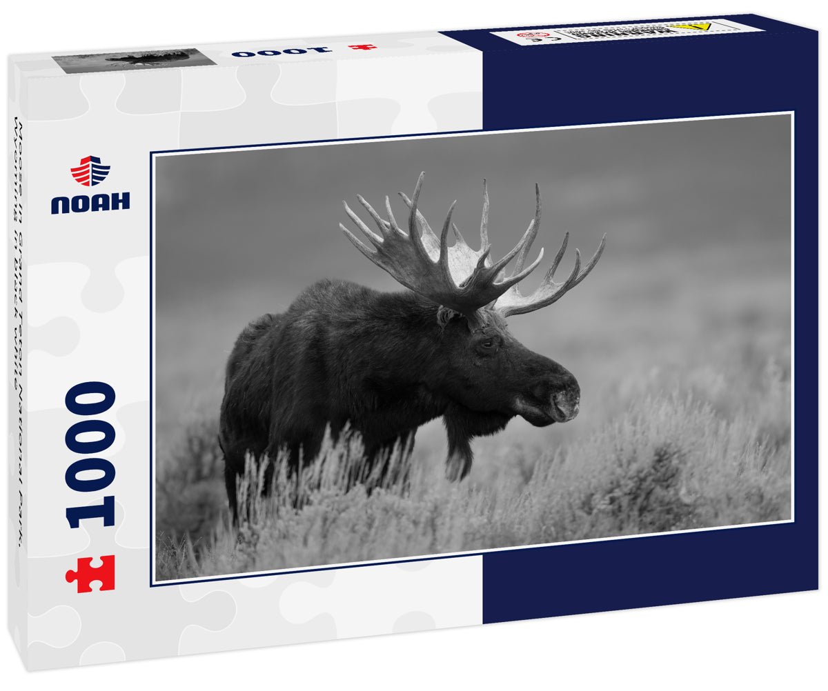 Moose in Grand Teton National Park, Wyoming in black white