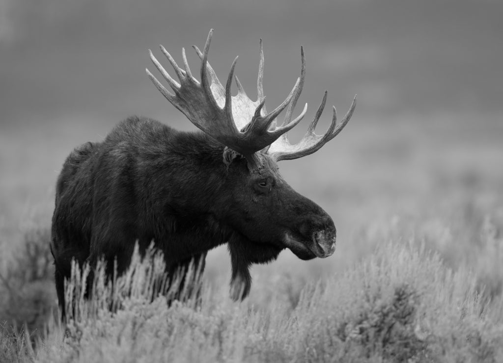 Moose in Grand Teton National Park, Wyoming in black white