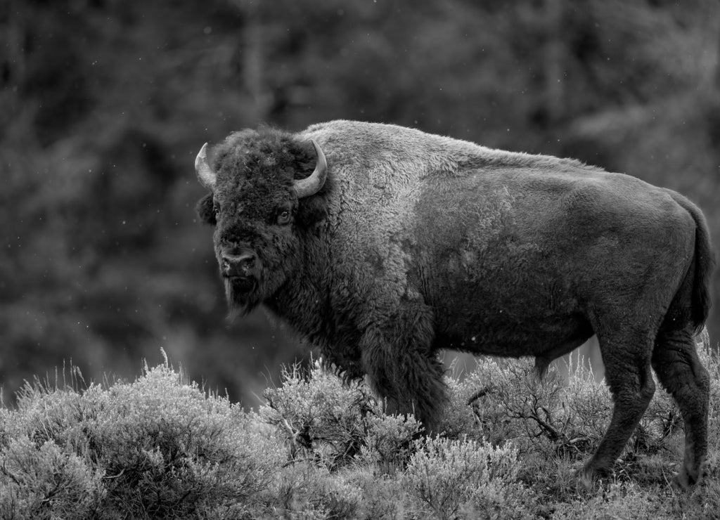 American Bison in Grand Teton National Park, Wyoming in black white