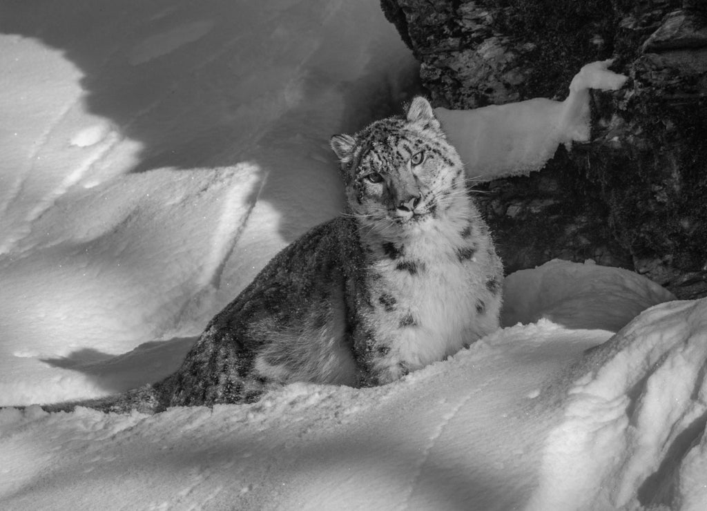 USA, Montana. Captive snow leopard in winter in black white