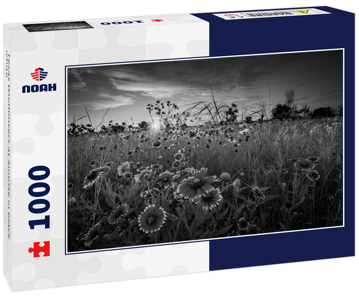 Texas Wildflowers at Sunrise in black white