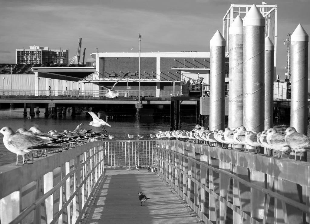 Charleston, South Carolina in black white