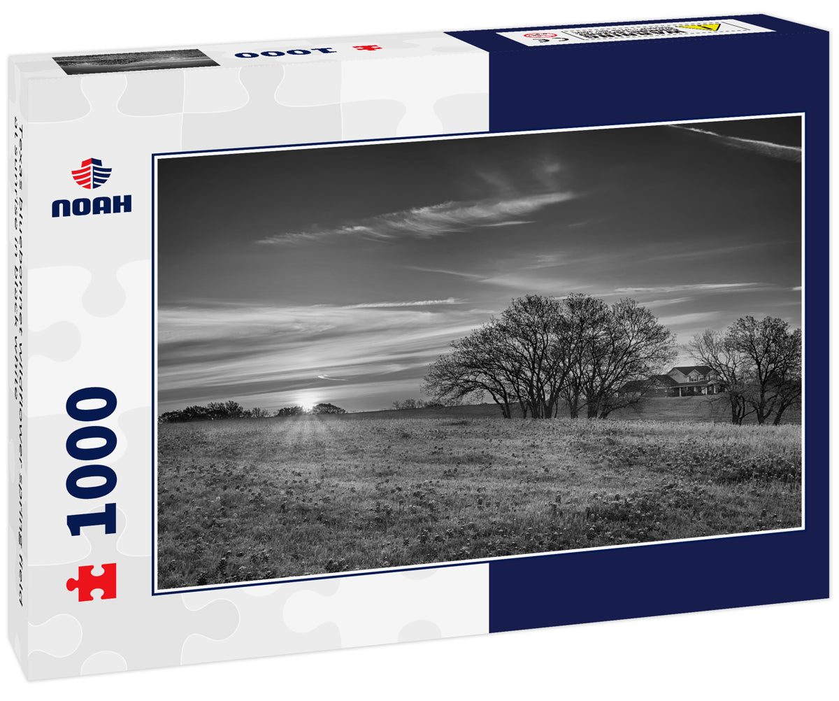 Texas bluebonnet wildflower spring field at sunrise in black white