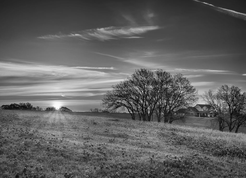 Texas bluebonnet wildflower spring field at sunrise in black white