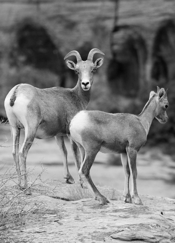 Mountain Goat in Zion National Park, Utah, USA in black white