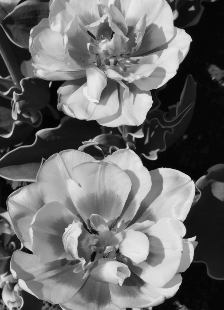 Tulips at 2014 Albany Tulip Festival in New York in black white