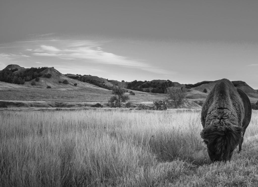 Badlands Bison, South Dakota in black white