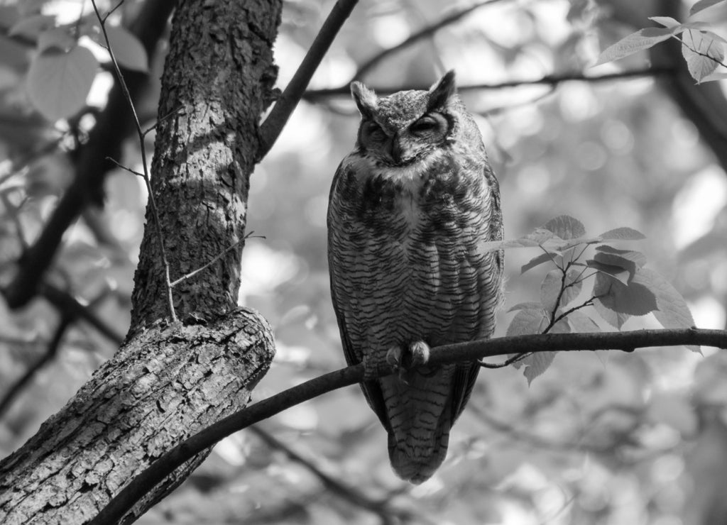 Great Horned Owl, Wisconsin in black white