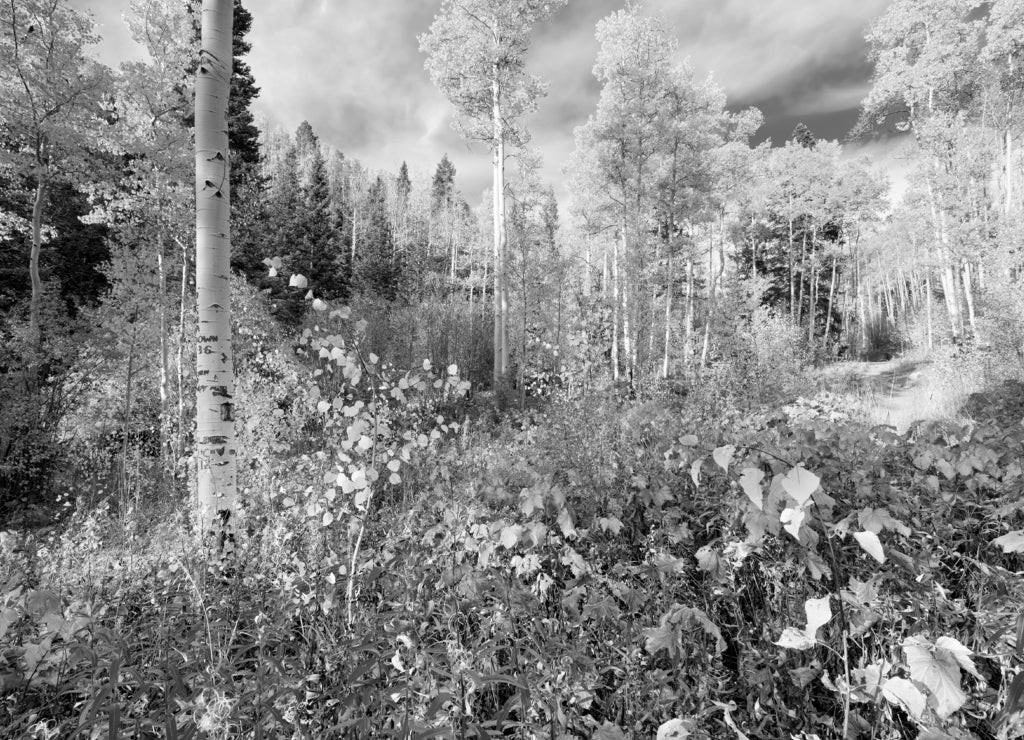 Aspen Forest in New Mexico in black white