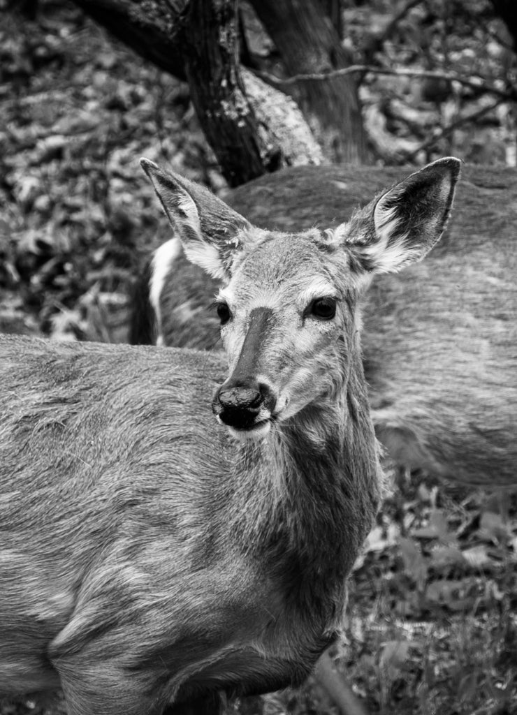 Deer along Skyline Drive, in Shenandoah National Park, Virginia in black white