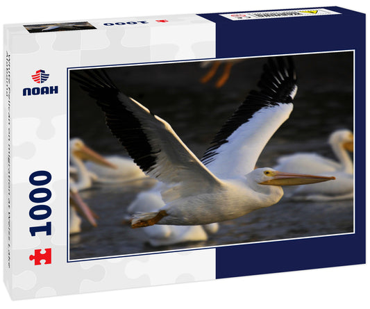 White Pelican on migration at Weiss Lake Alabama