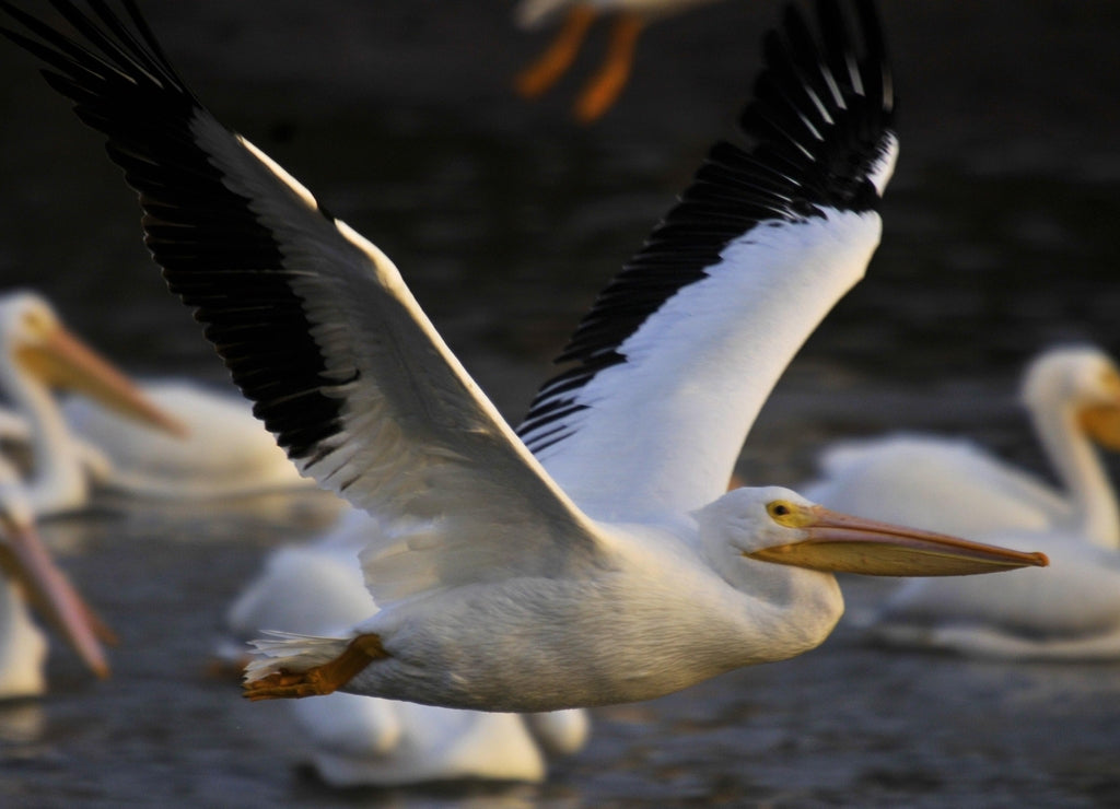 White Pelican on migration at Weiss Lake Alabama