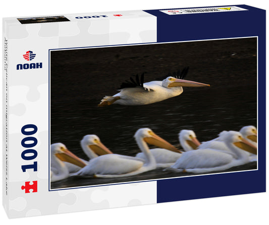 White Pelican on migration at Weiss Lake Alabama