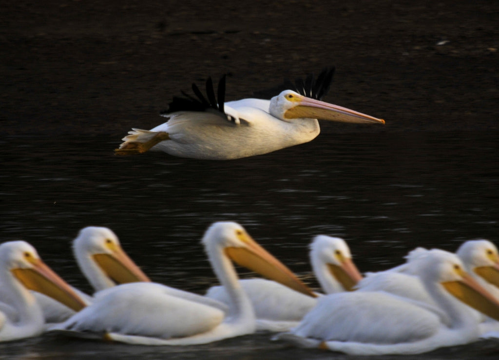 White Pelican on migration at Weiss Lake Alabama