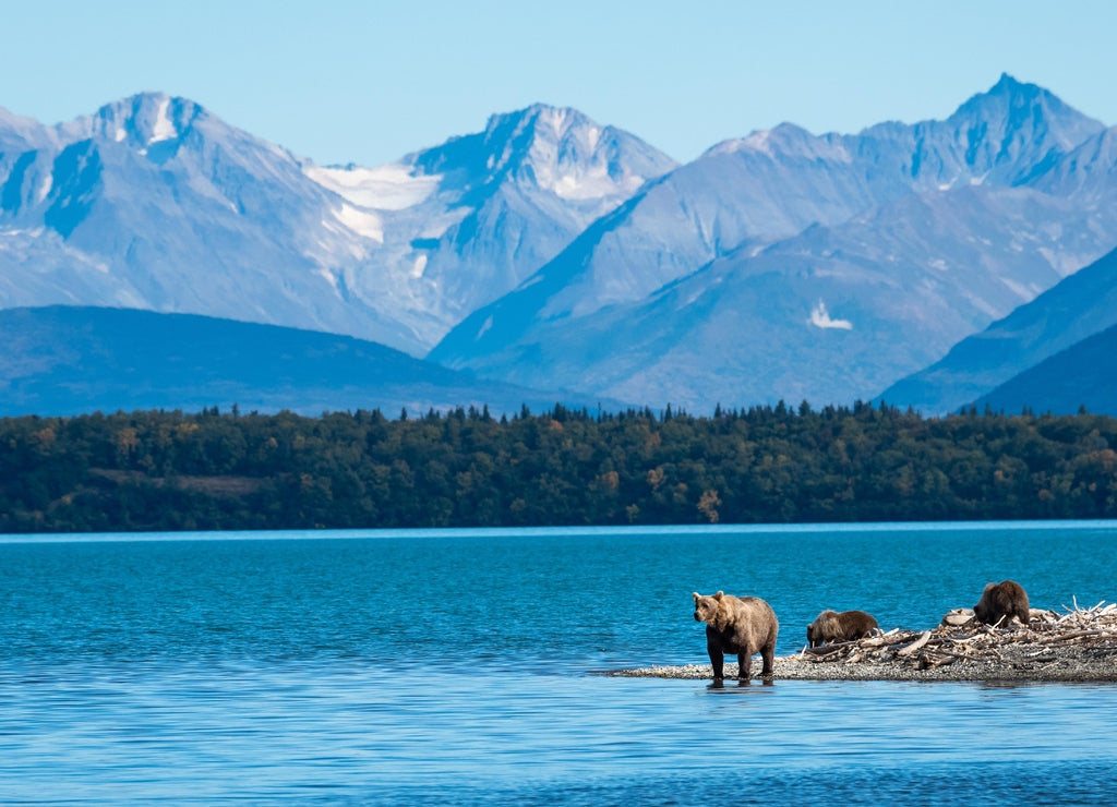 Brown bear family, sow with three cubs on a sand spit in Naknek Lake, Katmai National Park, Alaska, USA