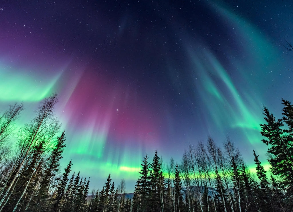 Purple and green aurora / northern Lights over tree line