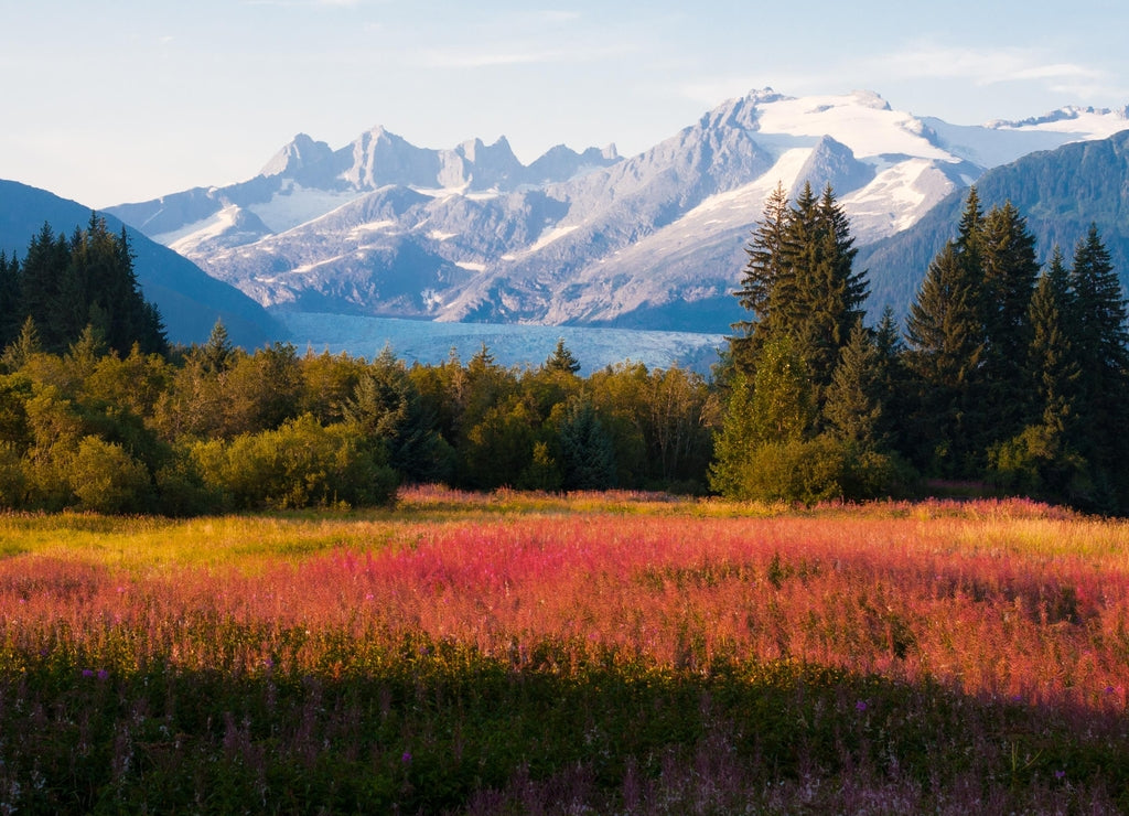 Juneau, Alaska. Mendenhall Glacier Viewpoint with Fireweed in bloom