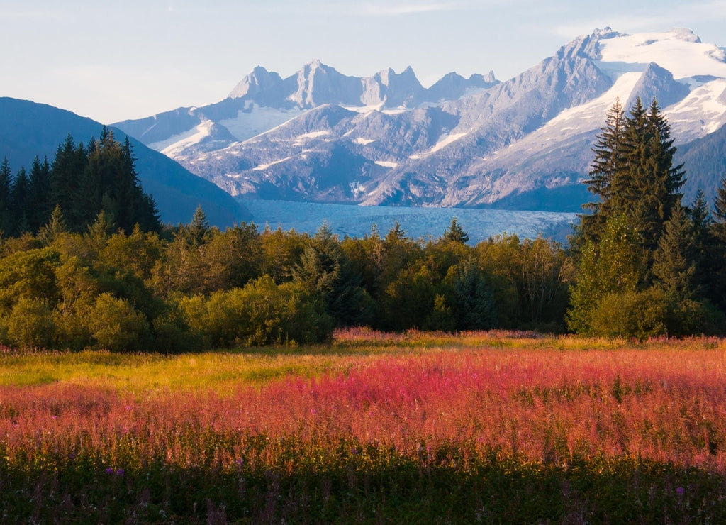 Juneau, Alaska. Mendenhall Glacier Viewpoint with Fireweed in bloom