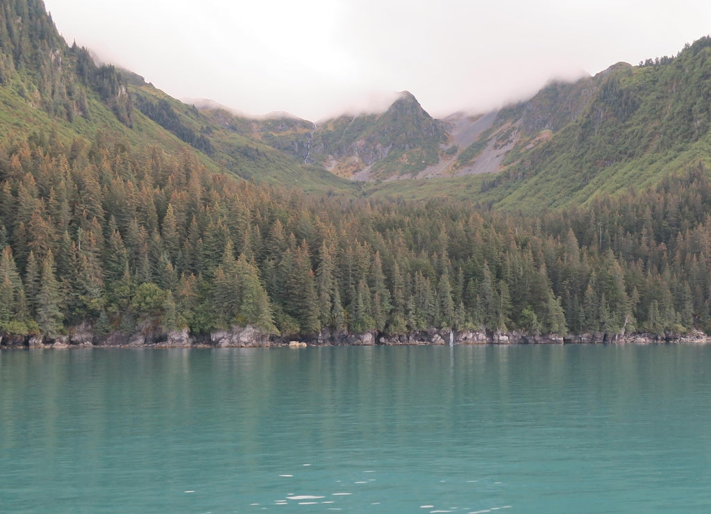 The view of some trees on a boat cruise somewhere in the Kenai Fjords, Kenai Peninsula Borough, close to Seward, Alaska, USA