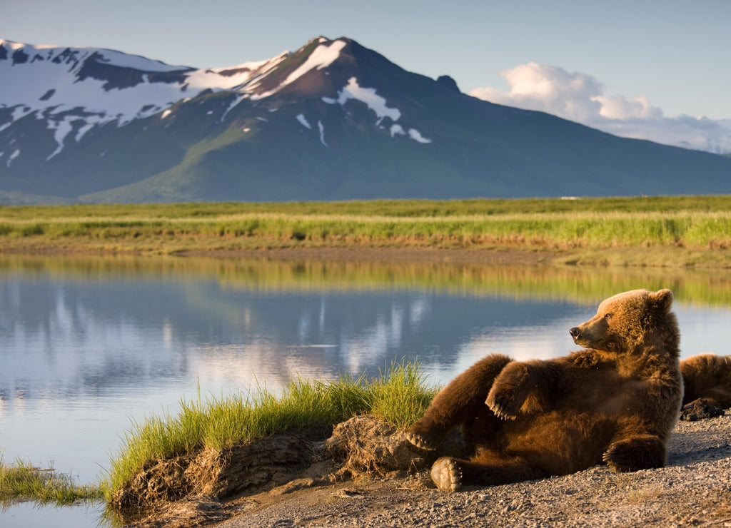 Grizzly Bear, Katmai National Park, Alaska