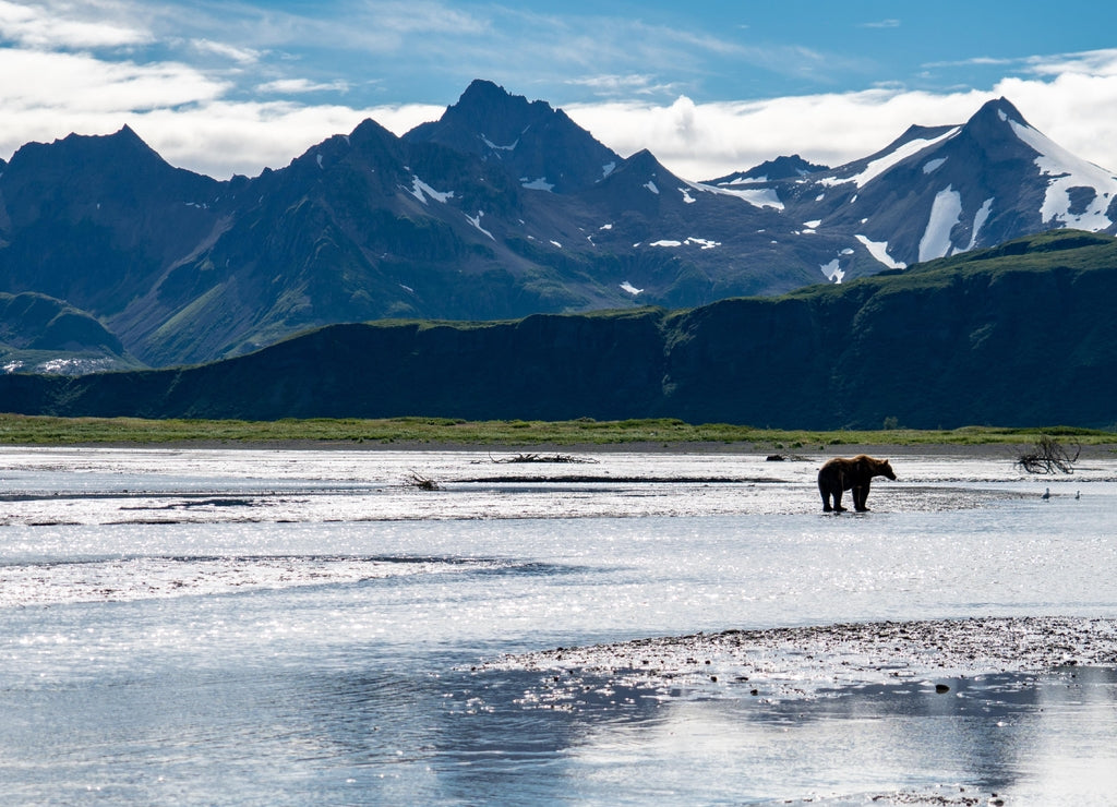 Grizzly bear fishes for salmon in the beautiful scenery of Katmai National Park in Alaska, surrounded by mountains and a river