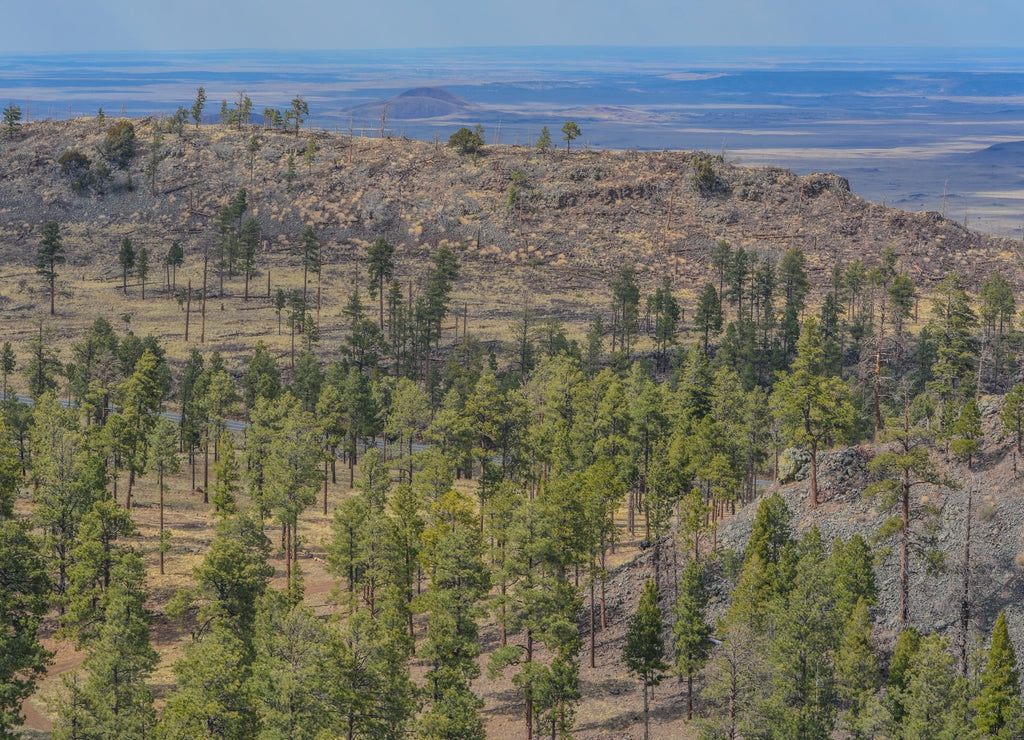 Beautiful view of the high altitude in Apache Sitgreaves National Forest on the White Mountains, Arizona