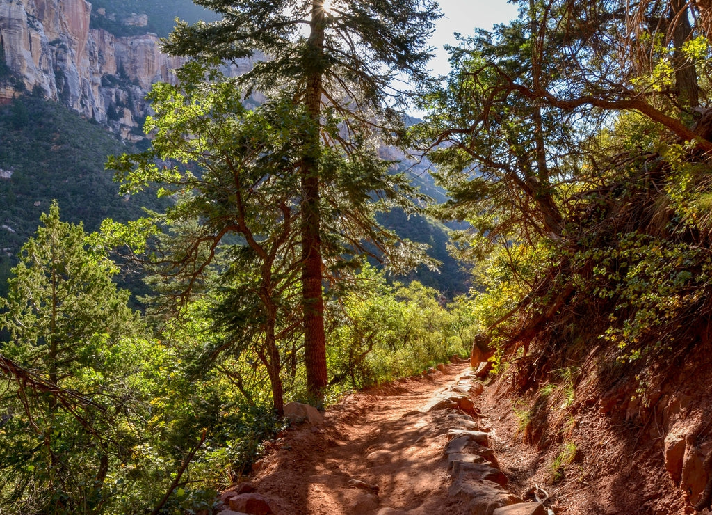Dirt trail passing through ponderosa pine forest on the slopes of Roaring Springs Canyon North Kaibab trail, North Rim, Grand Canyon National Park, Arizona, USA