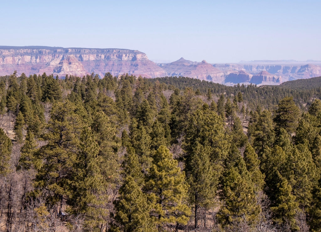 View of Grand Canyon South Rim from Grandview Lookout Tower in Kaibab National Forest
