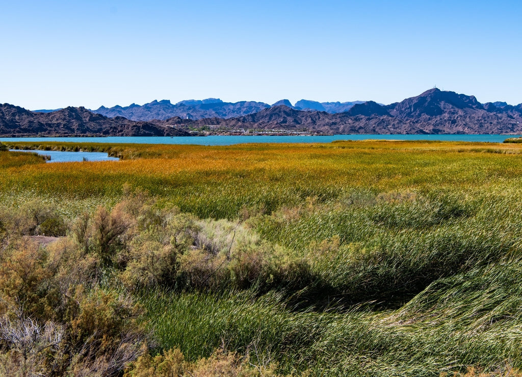 The Colorado River near Parker, Arizona
