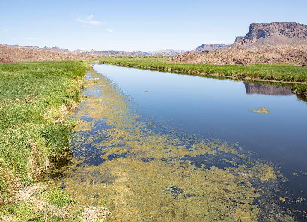 Bill Williams River National Wildlife Refuge, oasis in the Mojave desert, Arizona, USA