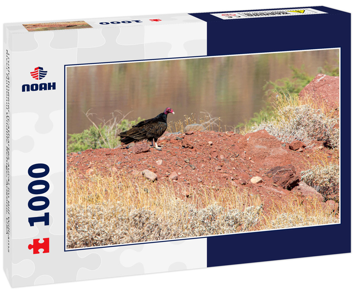 Truthahngeier (Cathartes aura) im Bill Williams River National Wildlife Refuge, Arizona, USA