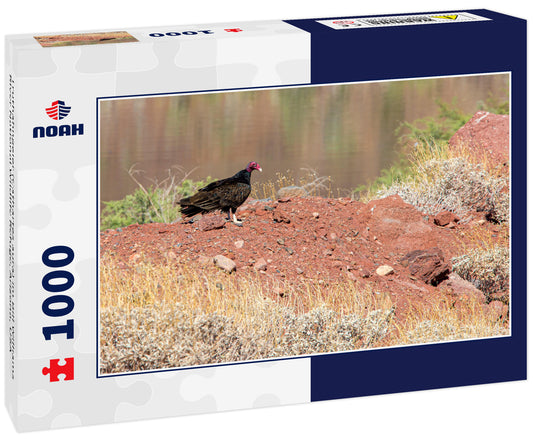 Truthahngeier (Cathartes aura) im Bill Williams River National Wildlife Refuge, Arizona, USA