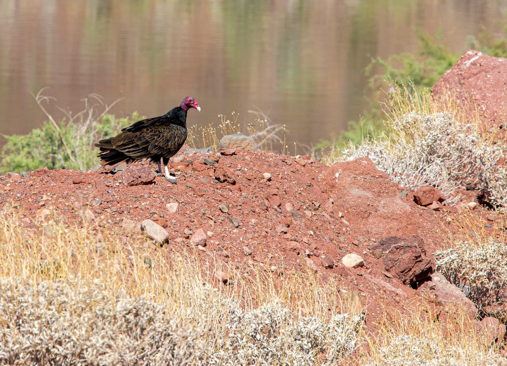 Truthahngeier (Cathartes aura) im Bill Williams River National Wildlife Refuge, Arizona, USA