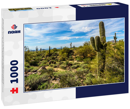 Saguaro, Ocotillo and Barrel Cacti in the semidesert landscape along the hiking trail to the Windy Cave on Usery Mountain near Phoenix, in Maricopa County, Arizona