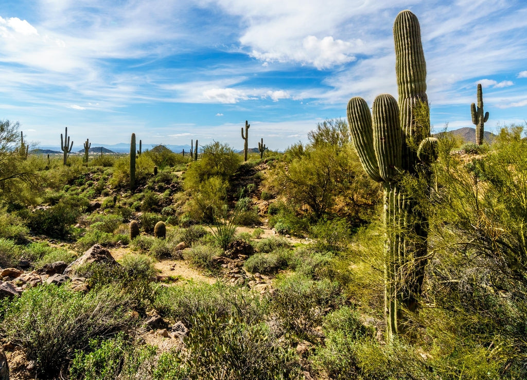 Saguaro, Ocotillo and Barrel Cacti in the semidesert landscape along the hiking trail to the Windy Cave on Usery Mountain near Phoenix, in Maricopa County, Arizona