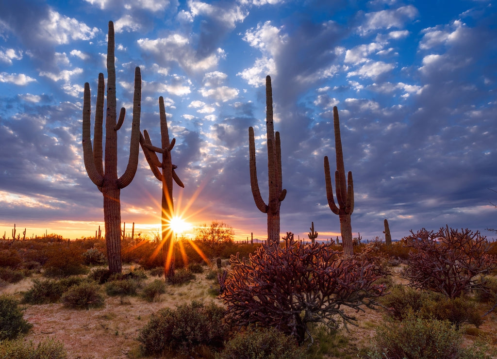 Saguaro cactus and Arizona desert landscape at sunset