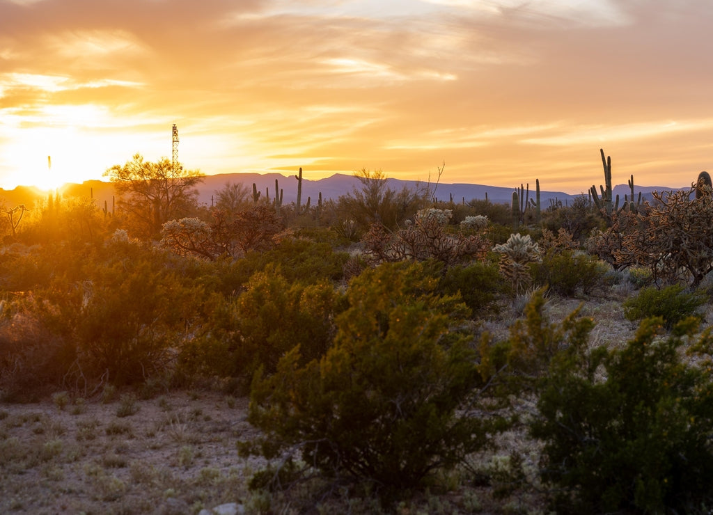 Colorful spring sunset in Organ Pipe National Monument, with saguaro cactus and desert vegetation