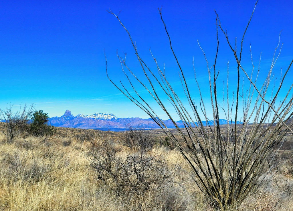 The Sonoran Desert grassland of Buenos Aires National Wildlife Refuge, Arizona, USA. In the foreground a large ocotillo, in the background the iconic Baboquivari Peak