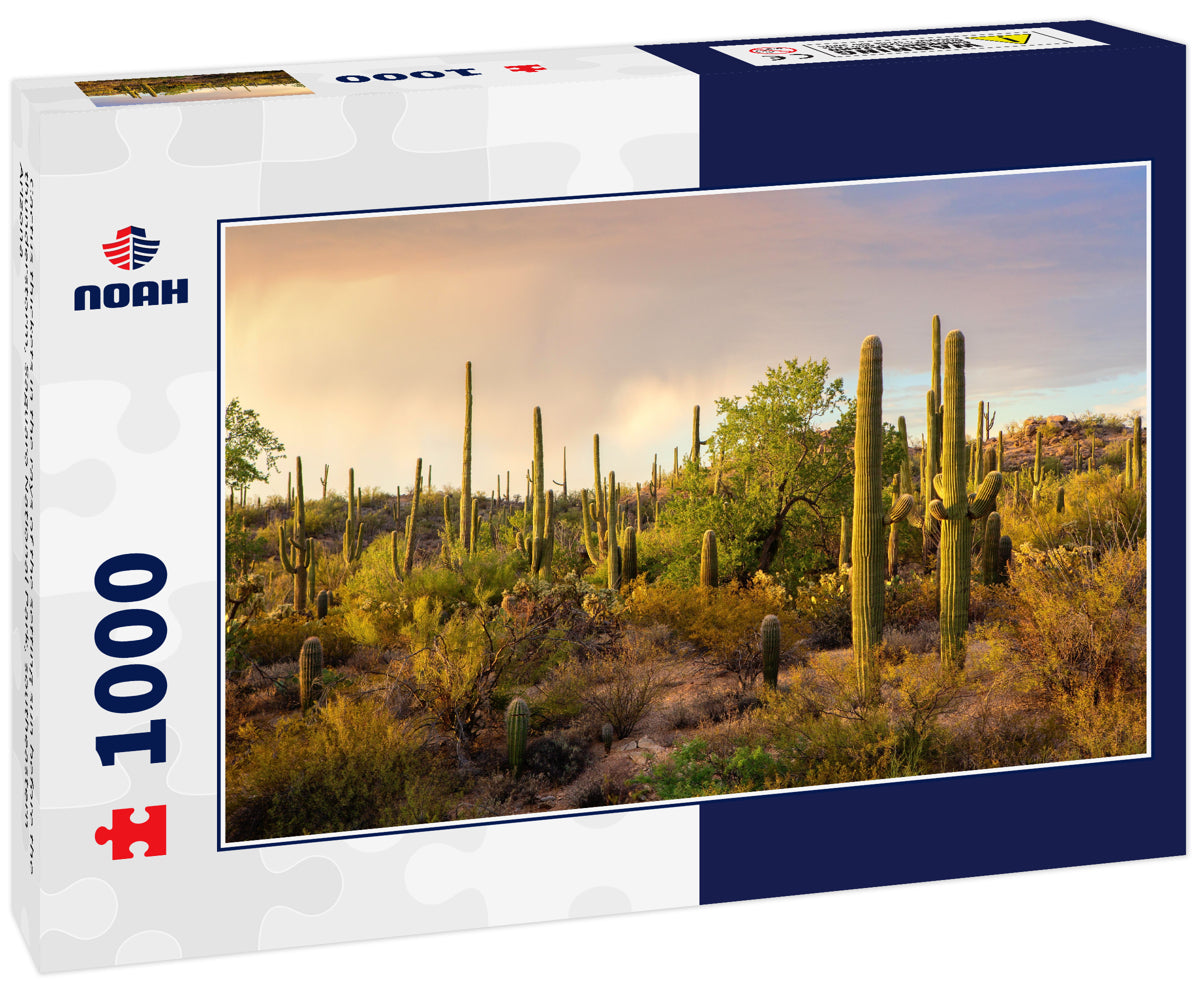 Cactus thickets in the rays of the setting sun before the thunderstorm, Saguaro National Park, southeastern Arizona
