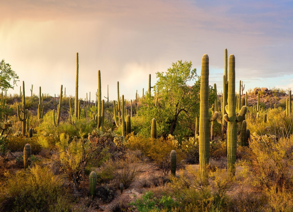 Cactus thickets in the rays of the setting sun before the thunderstorm, Saguaro National Park, southeastern Arizona