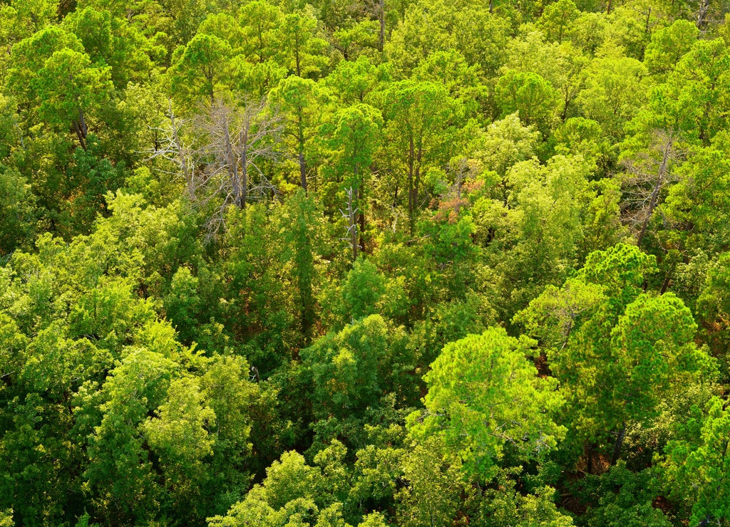 Aerial view over bright green treetops in summer. Forest in Hot Springs National Park, Garland County, Arkansas, USA