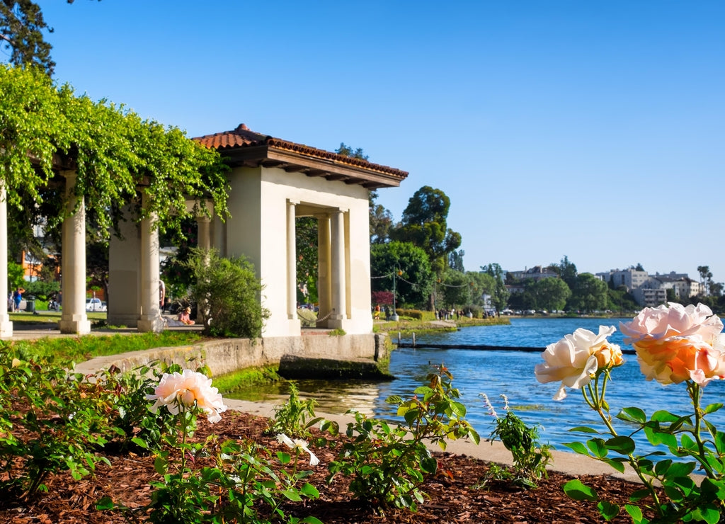 Oakland, California, downtown Lake Merritt historic rose arbor. Selective focus on the flowers in the foreground