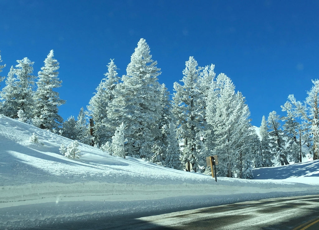 Snowy Winter Wonderland Near Markleeville, California